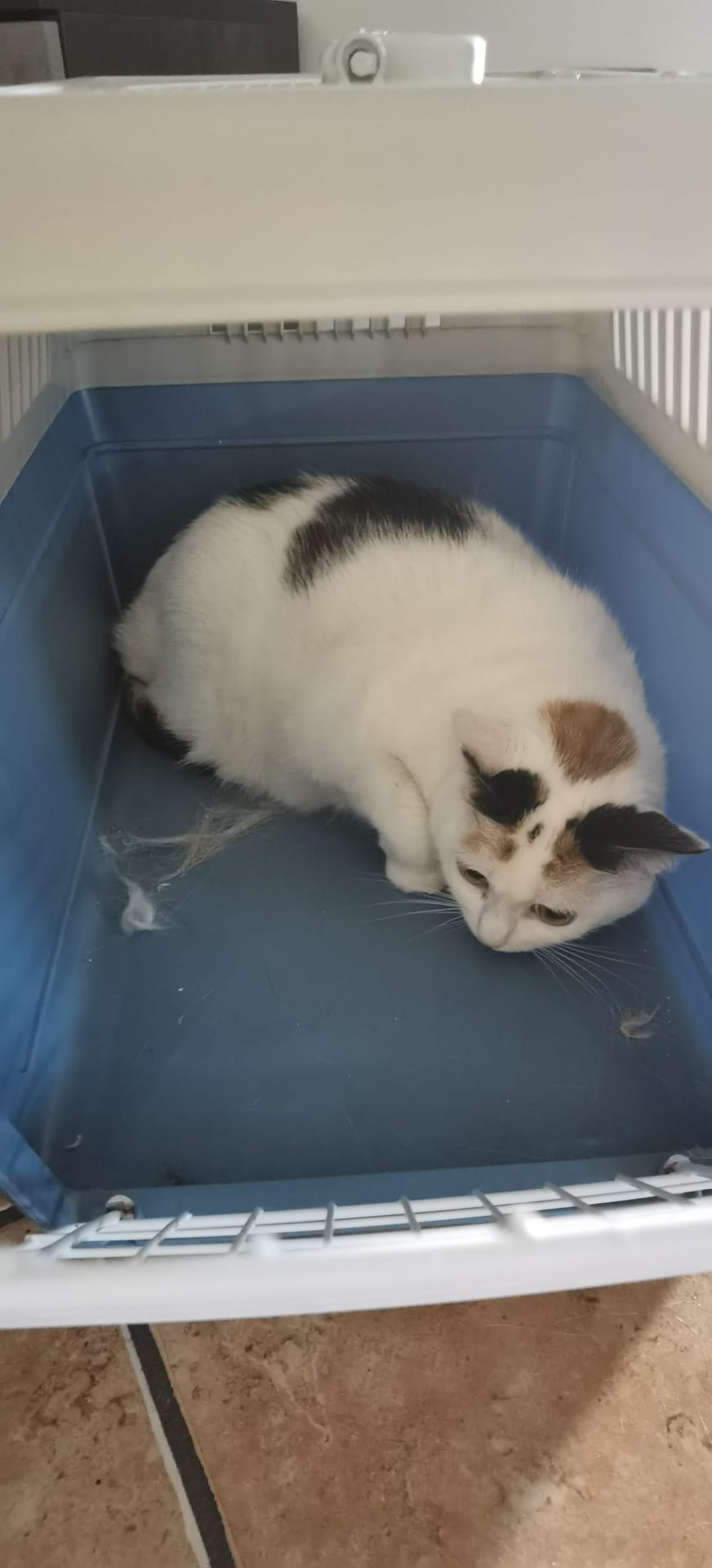 gatto2
