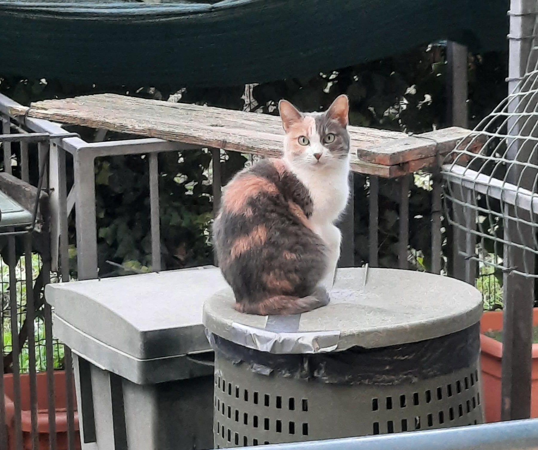 gatto lidia