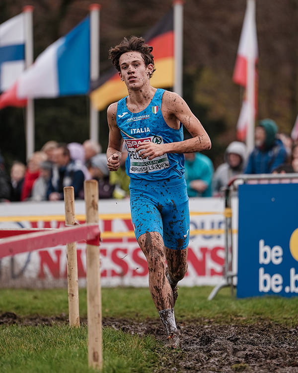 pellicciardi bruxelles