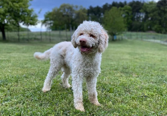lagotto bianco
