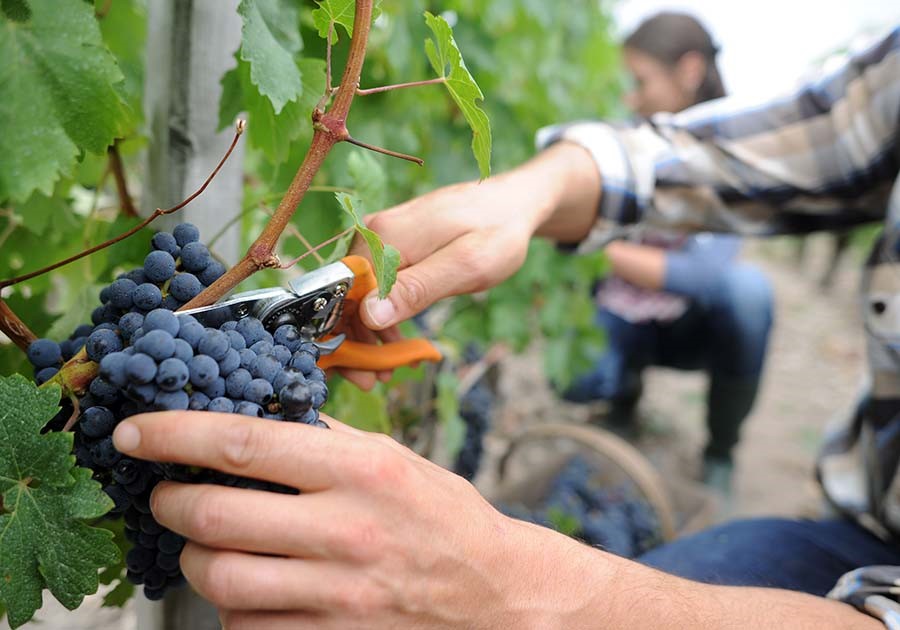 vendemmia