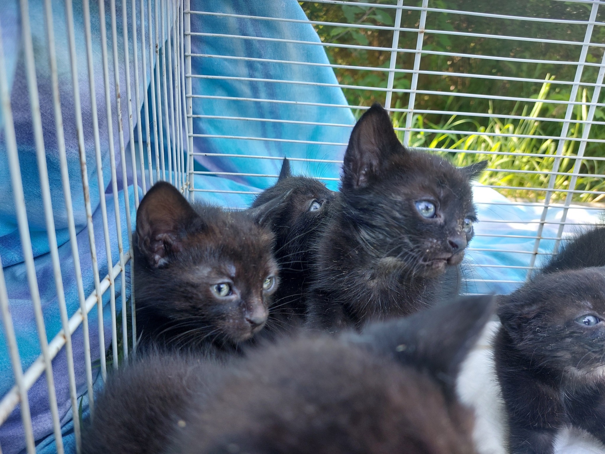 GATTI ENPA1
