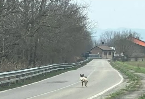 lupo3