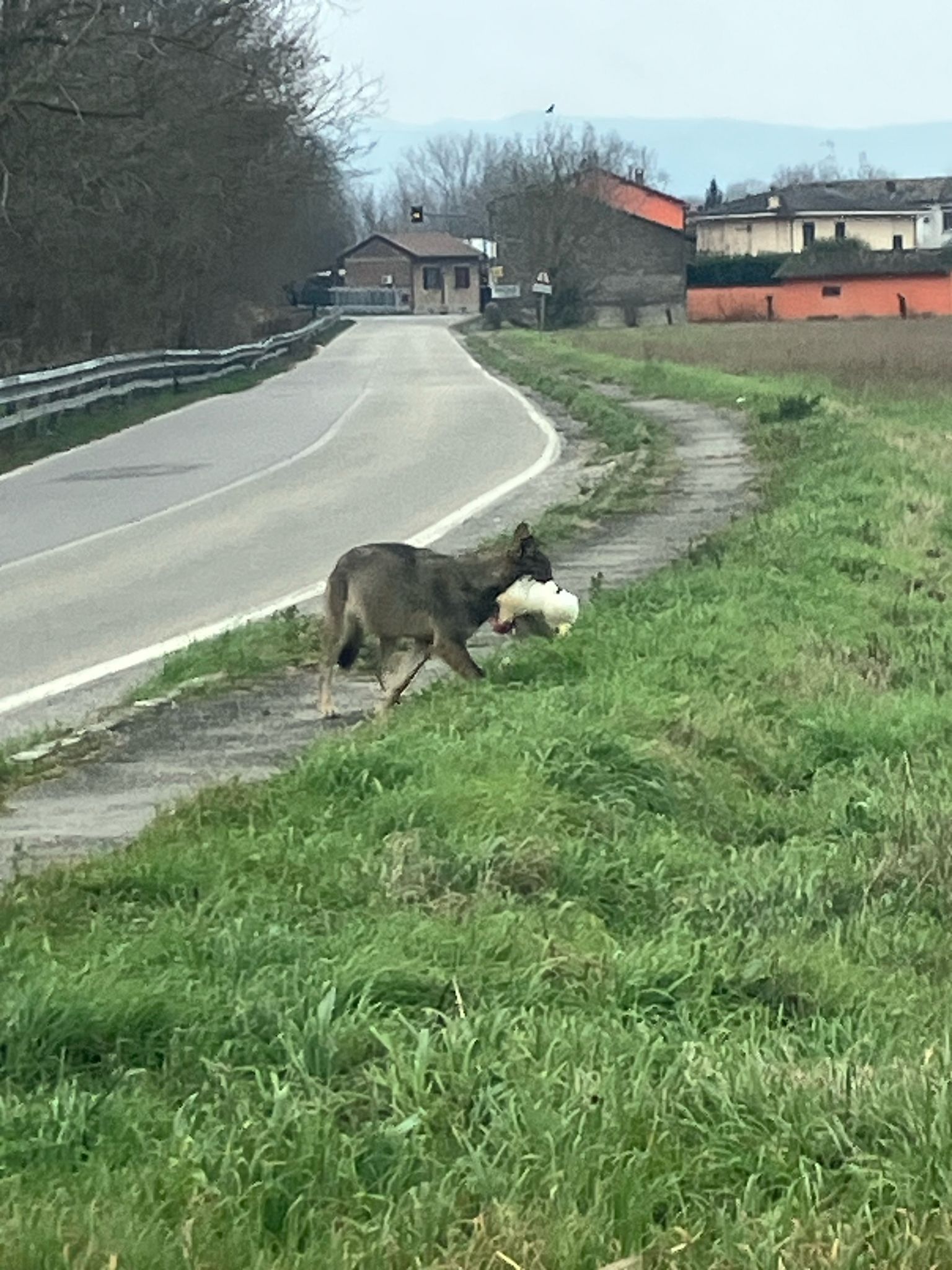 lupo 2