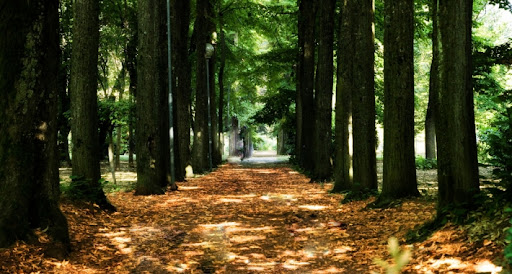 PARCO SALICE