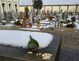 pappagallo cimiteromedassino tn