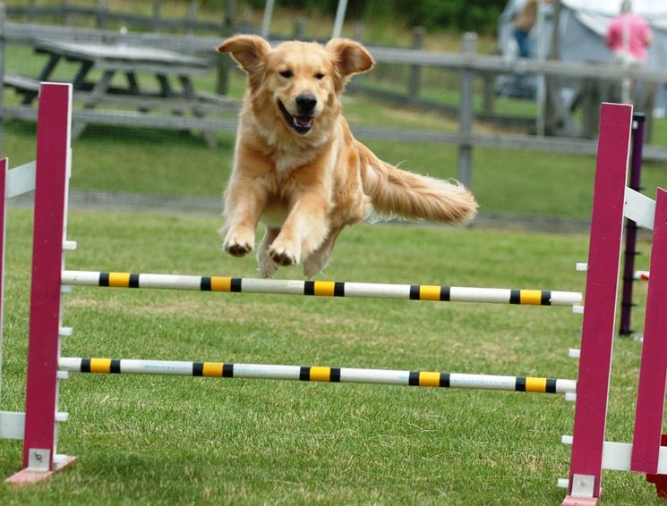 agility dog NG1