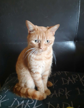 gatto max