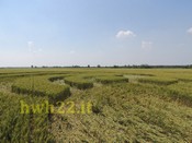 CROP CIRCLE A BRESSANA (click to enlarge) crop circle tn