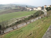 pini tagliati tn