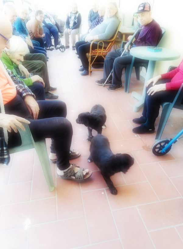 PET THERAPY