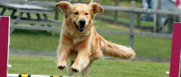 cane