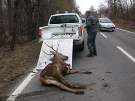 cervo morto tn