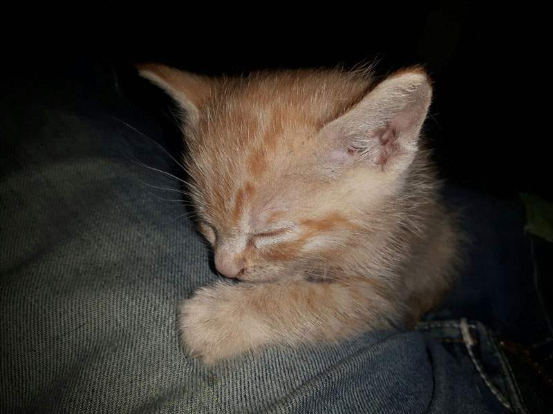 gattino3