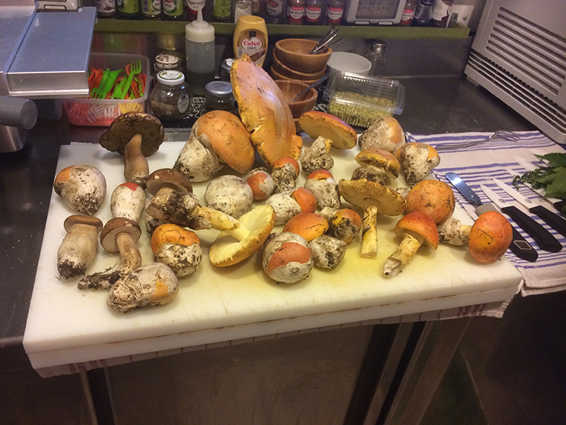 funghi