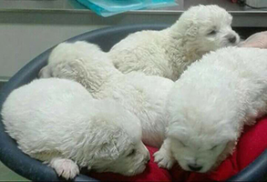 cuccioli abbandonati tn
