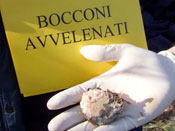 bocconi tn