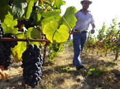 agricoltore in vigna tn