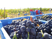 vendemmia 1 tn