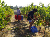 vendemmia 2 tn