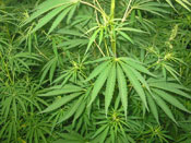 Cannabis_tn
