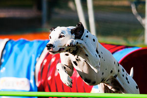 agility2 tn