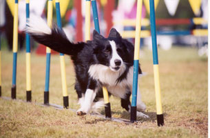 agility tn