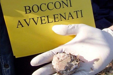 bocconi
