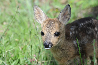 capriolo