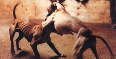 combattimento cani tn