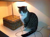 gatto_tn