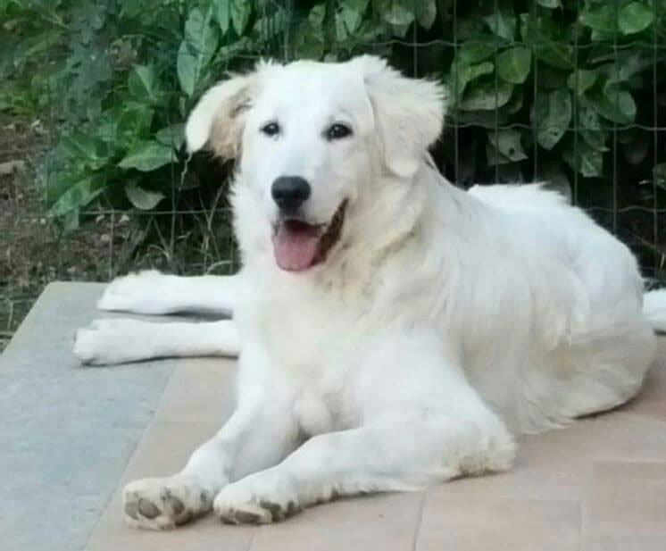 holly
