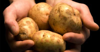 PATATE (click to enlarge) patata tn