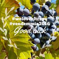 vendemmia instagram tn
