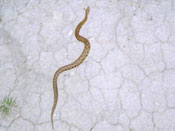 vipera_tn