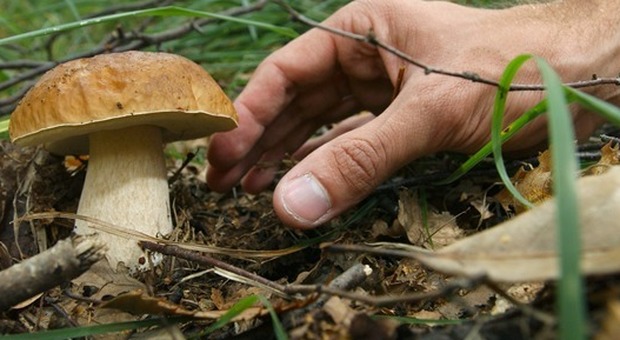 2317299 raccoltafunghi