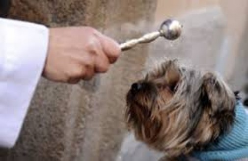 benedizione animali