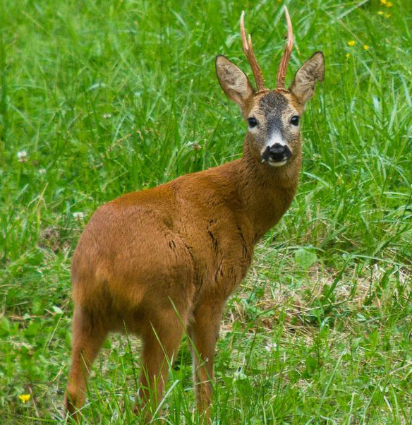 capriolo2