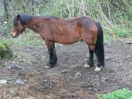 cavallo