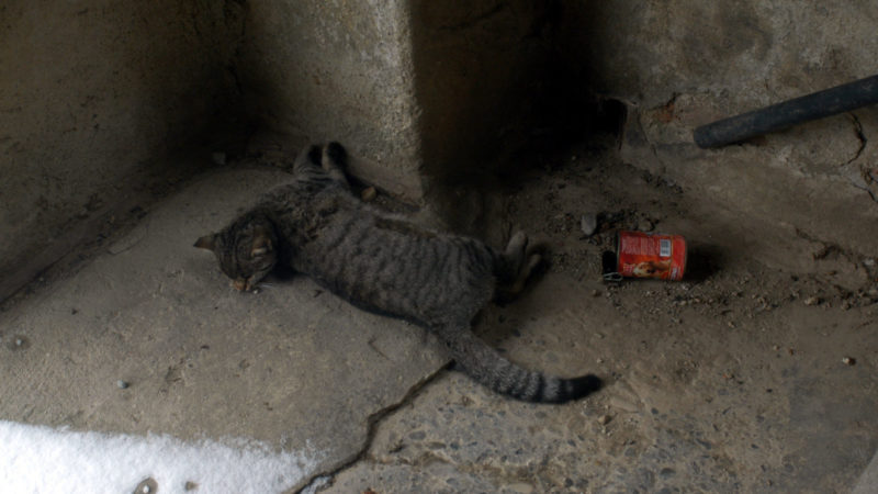 gatto avvelenato