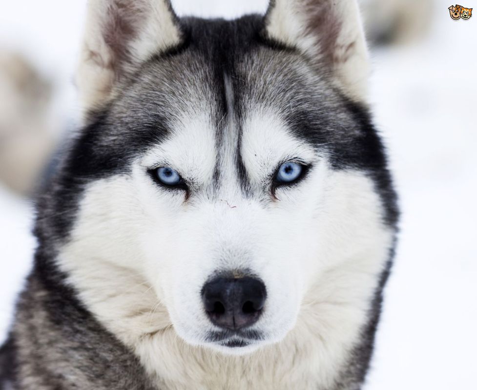 husky 2