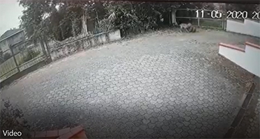 image lupo