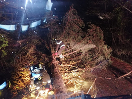 albero sradicato tn