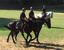 carabinieri cavallo tn