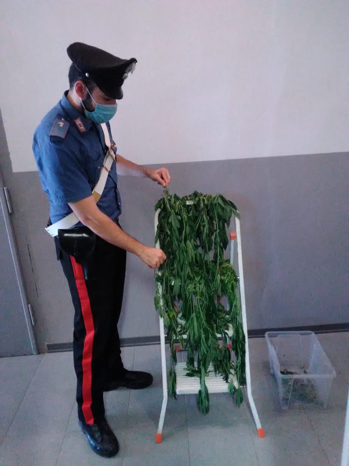 carabinieri mariuana