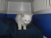 gatto adottato tn