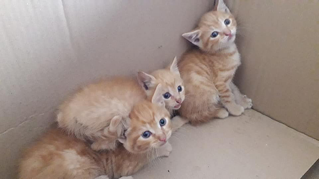 3gatti