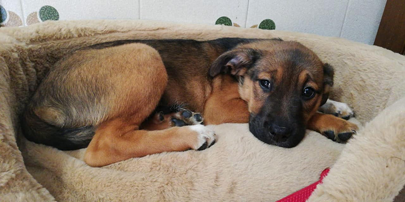 cane adottato