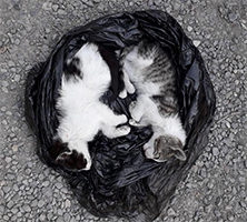 gatti morti tn