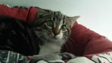 gatto tn